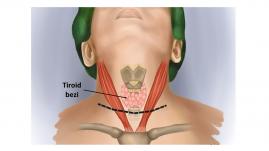 Tiroid anatomisi ile ilgili şematik resimler