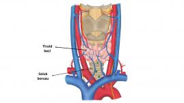 Tiroid anatomisi ile ilgili şematik resimler