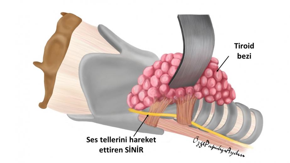 Tiroid anatomisi ile ilgili şematik resimler