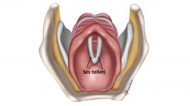 Tiroid anatomisi ile ilgili şematik resimler